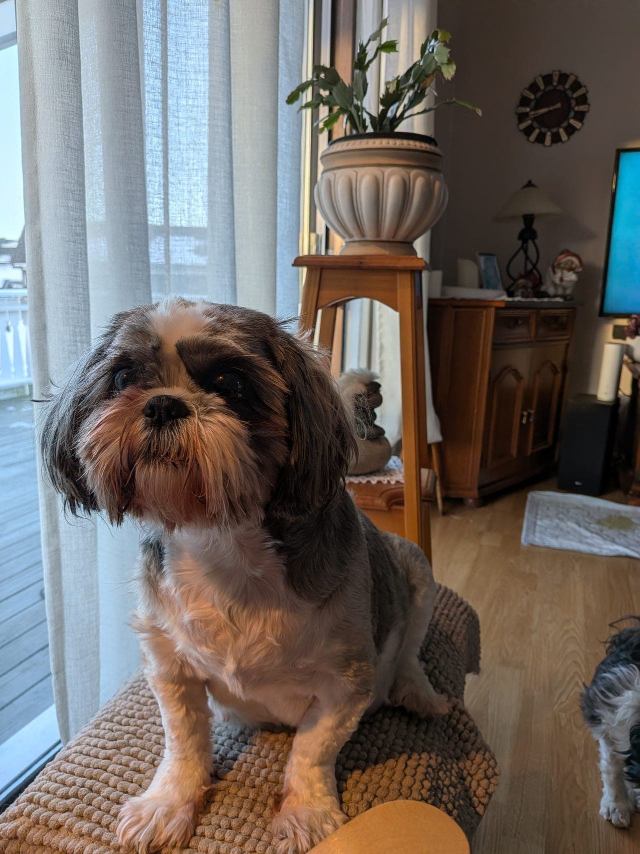Renraset Shih Tzu valper