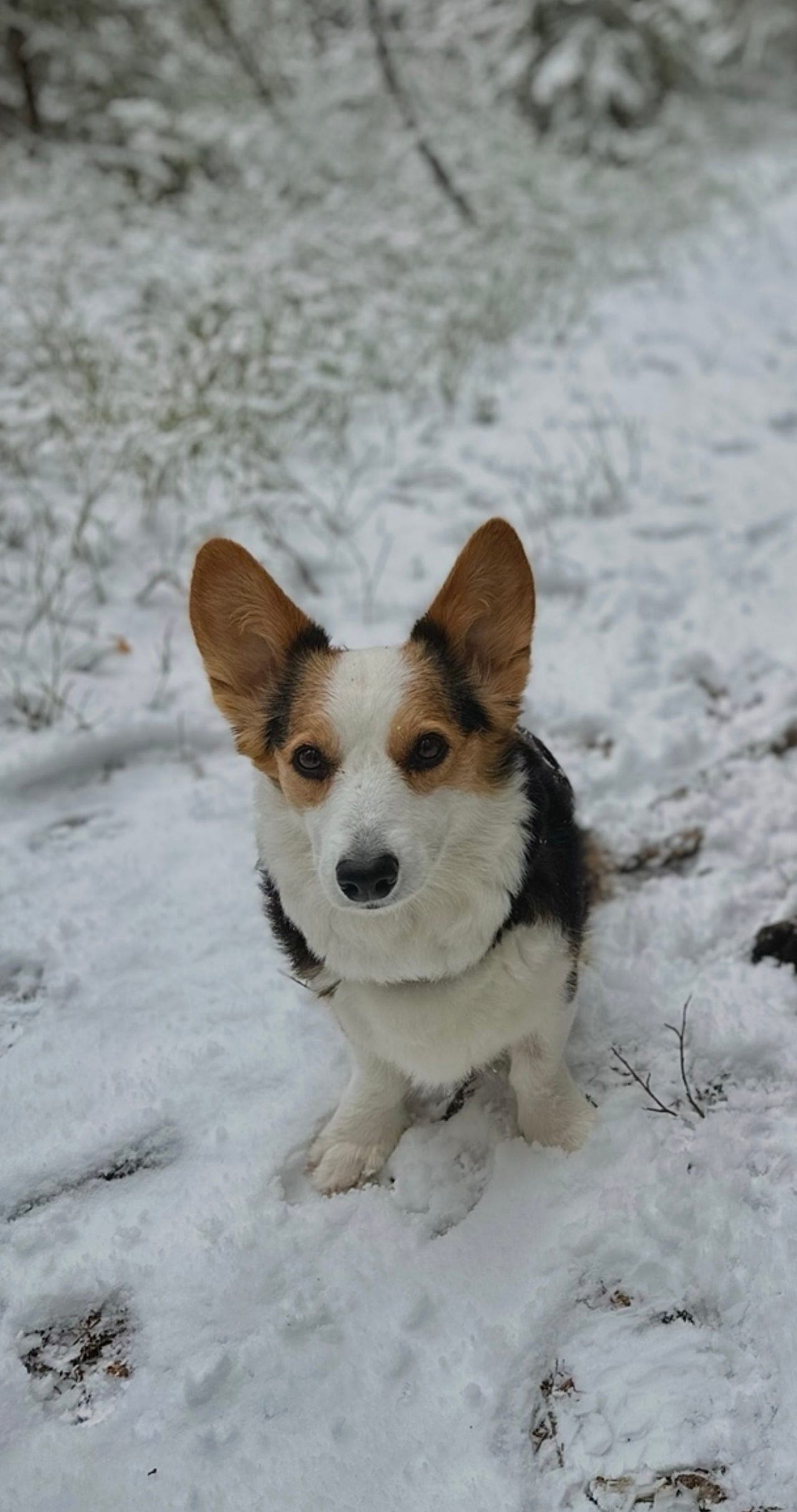Welsh Corgi Cardigan søker nytt hjem