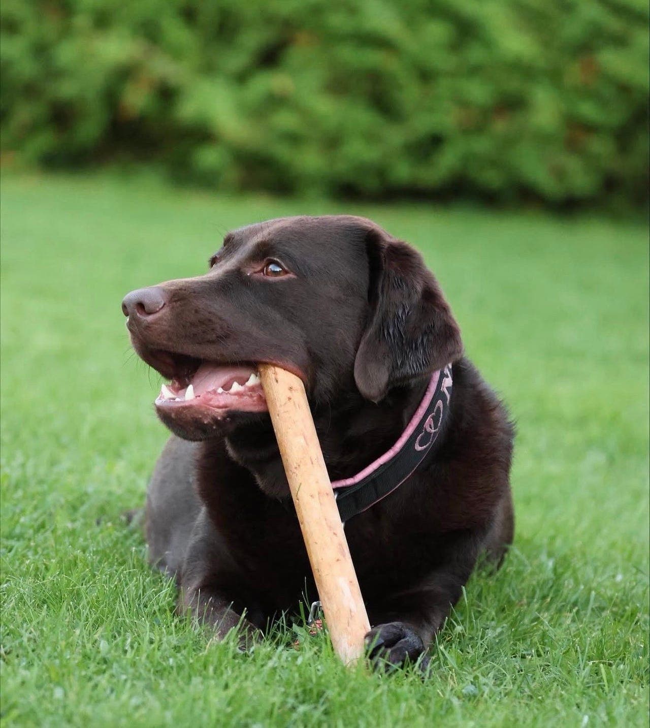 Labrador tispe søker 5 stjernes hjem