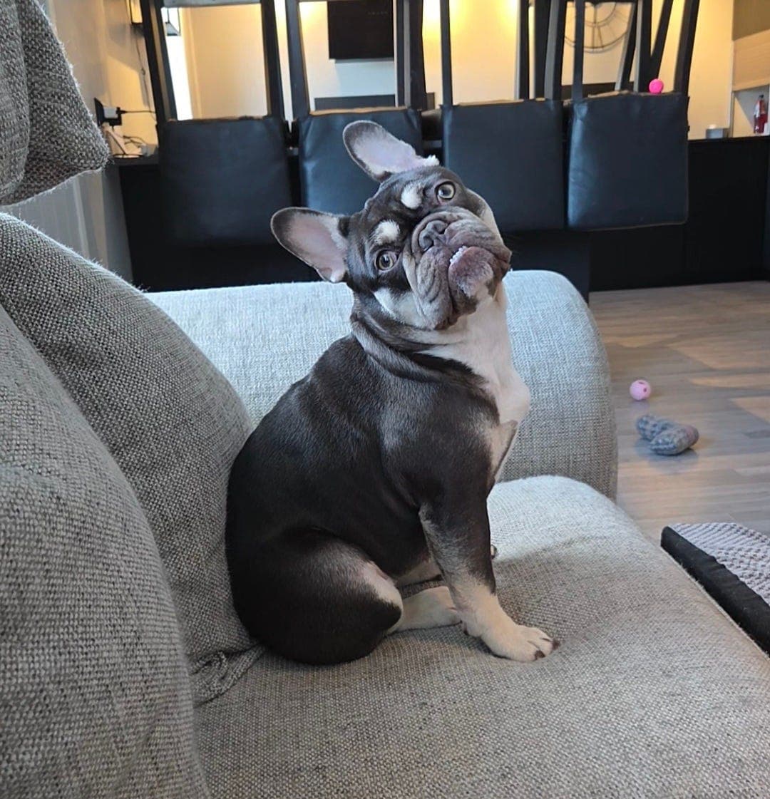 Fransk bulldog  jente 19 mnd