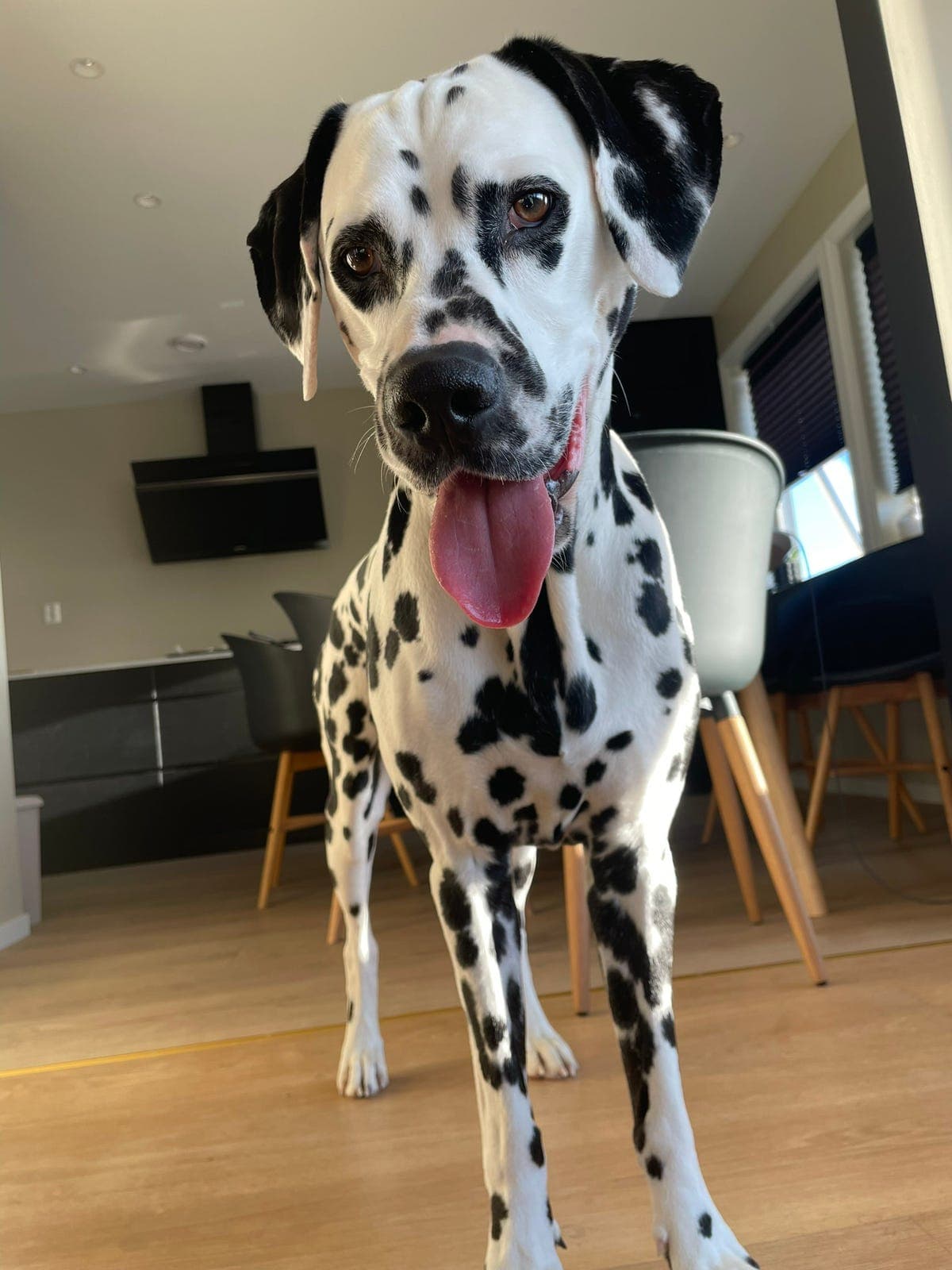 Dalmatiner hannhund 5 år