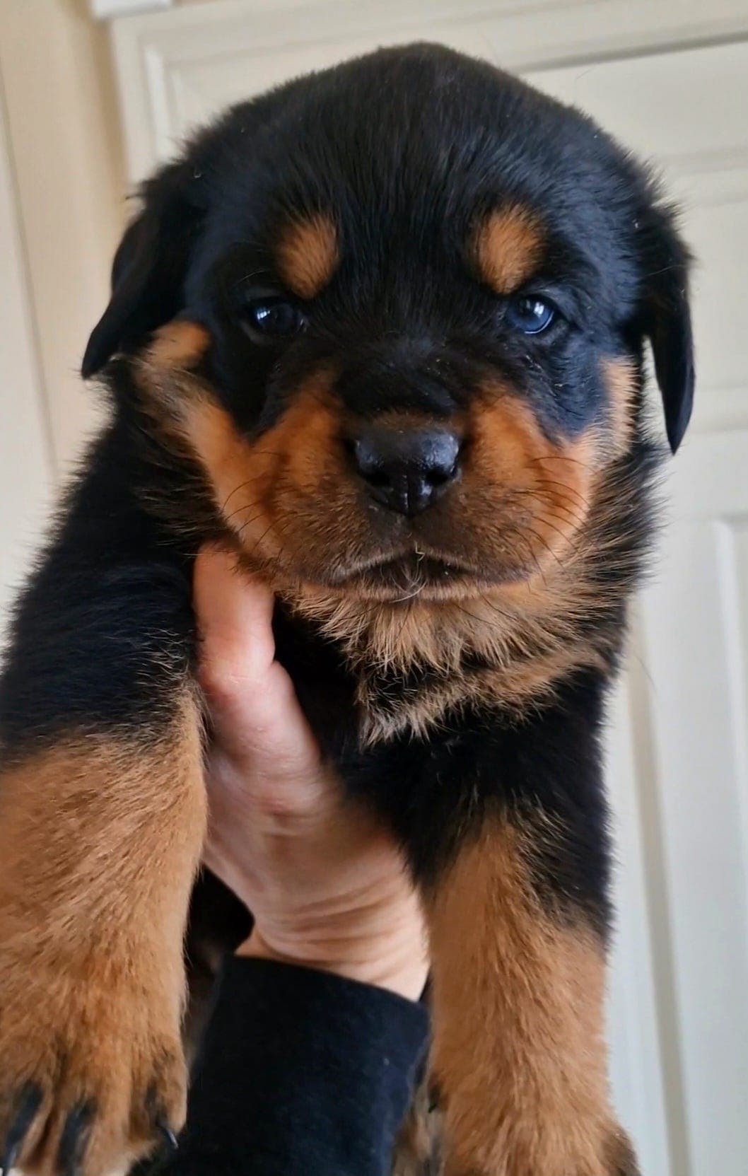 Flott rottweiler tispevalp til salgs!