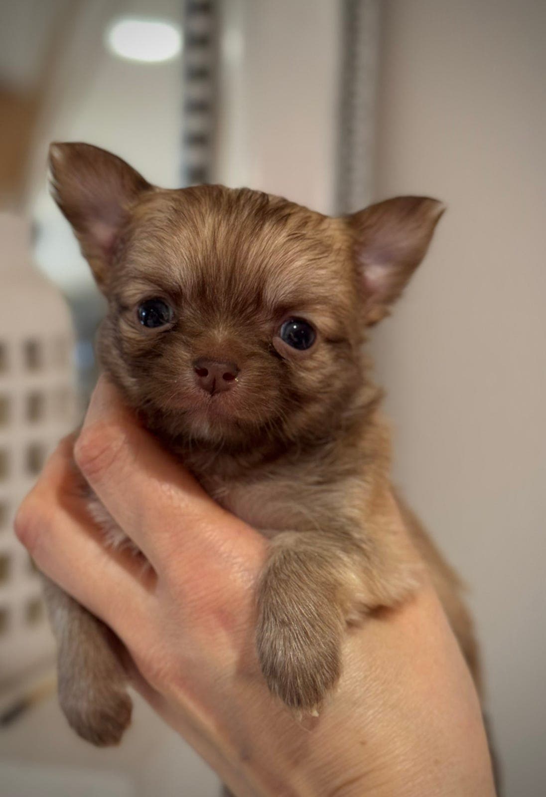 Nydelig Nkk Registrert Chihuahua Bamse selges til kos!