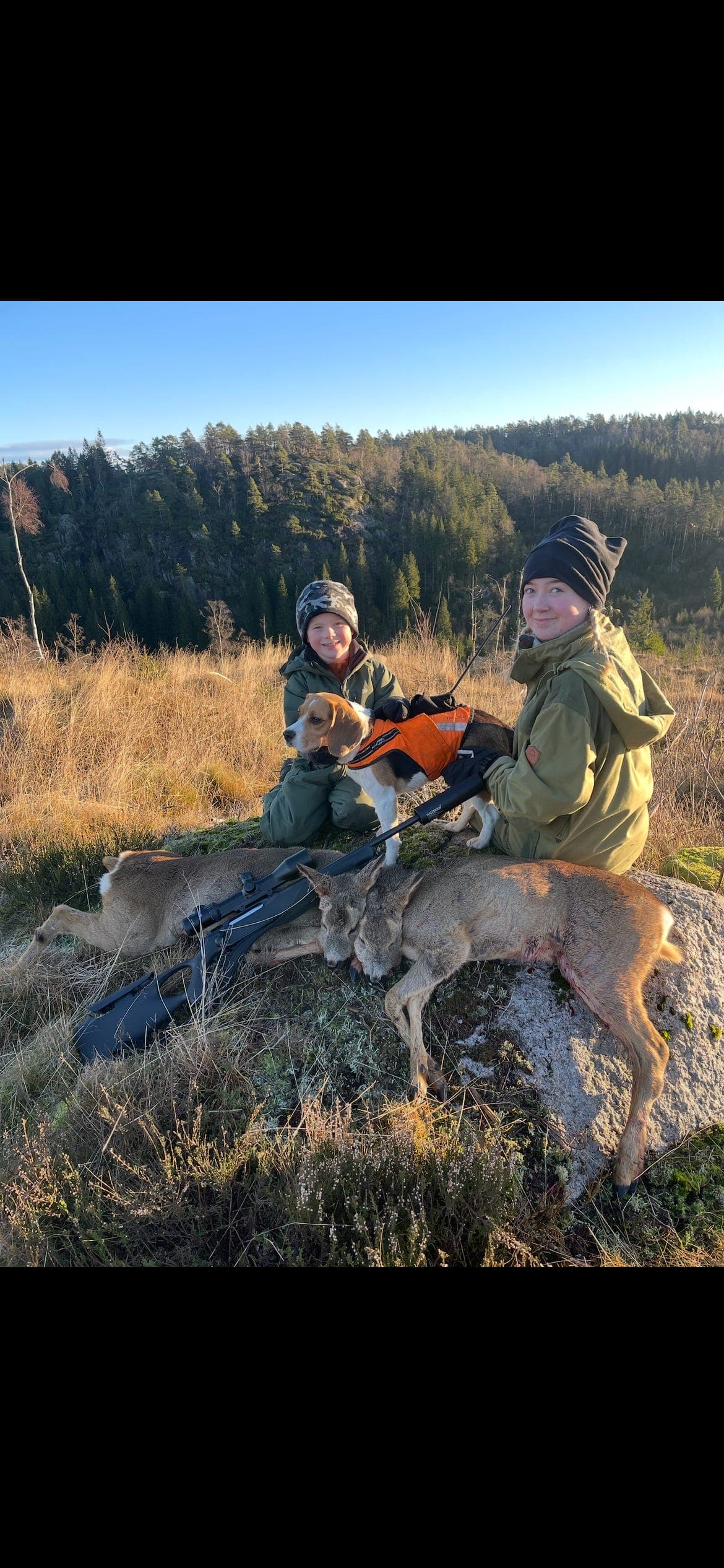 Beagle valper selges