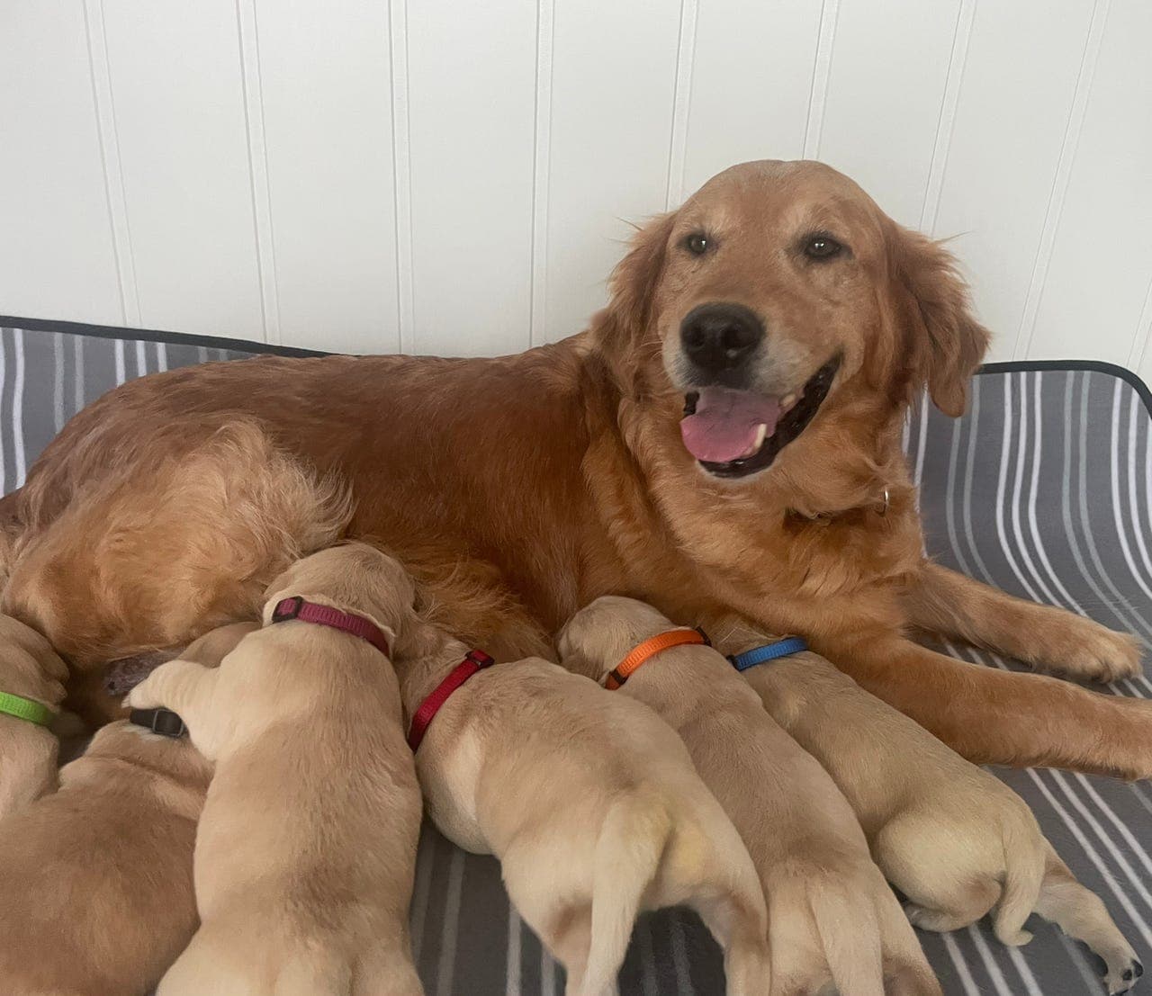 Golden retriever valper