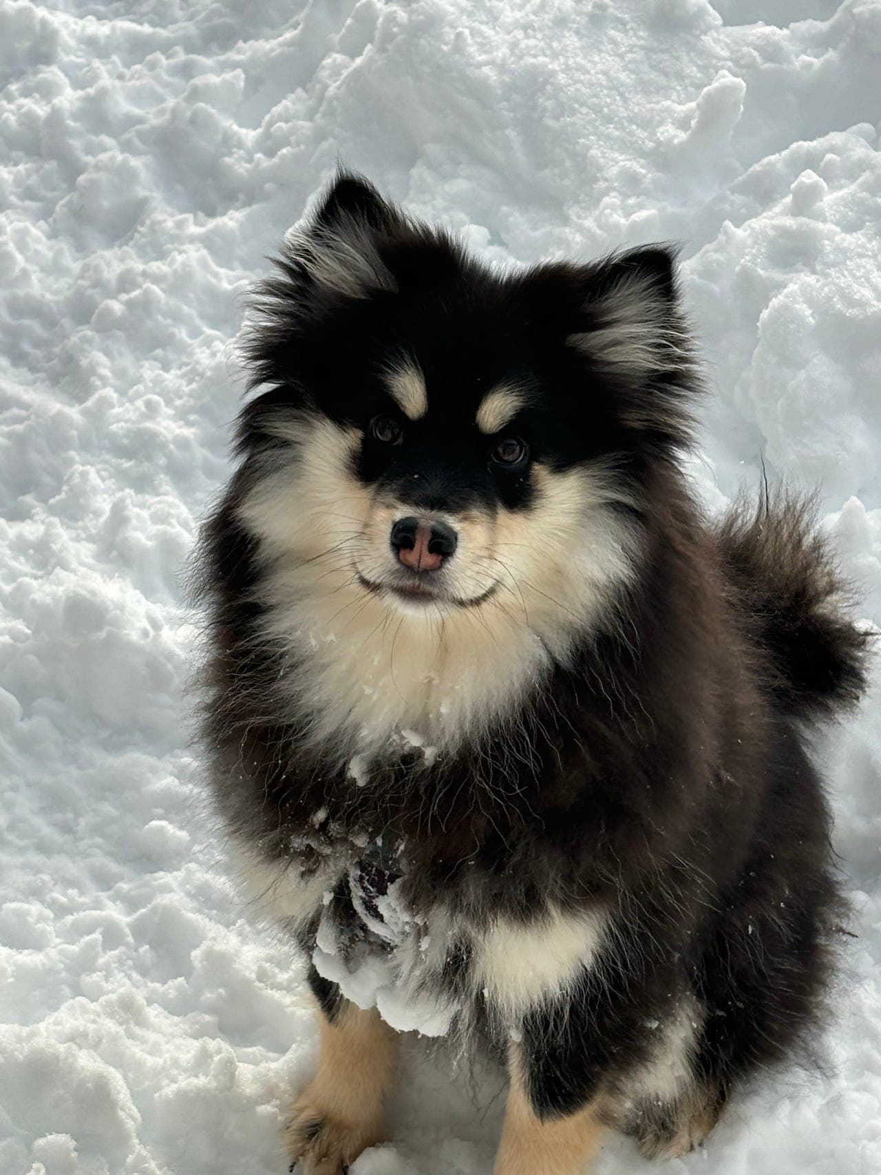 Nydelig finsk lapphund tispe 5,5mnd