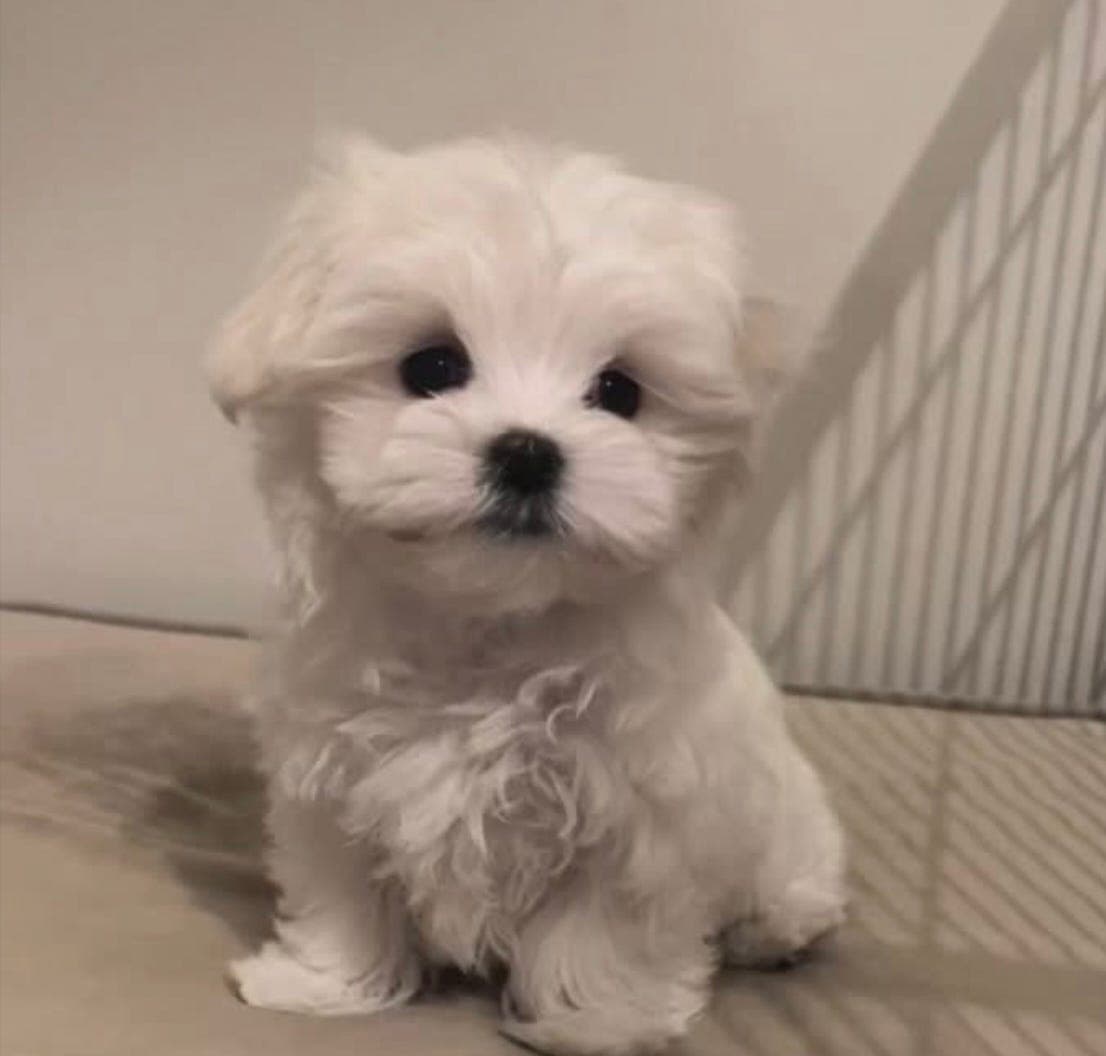 Nkk Registrerte Malteser valper