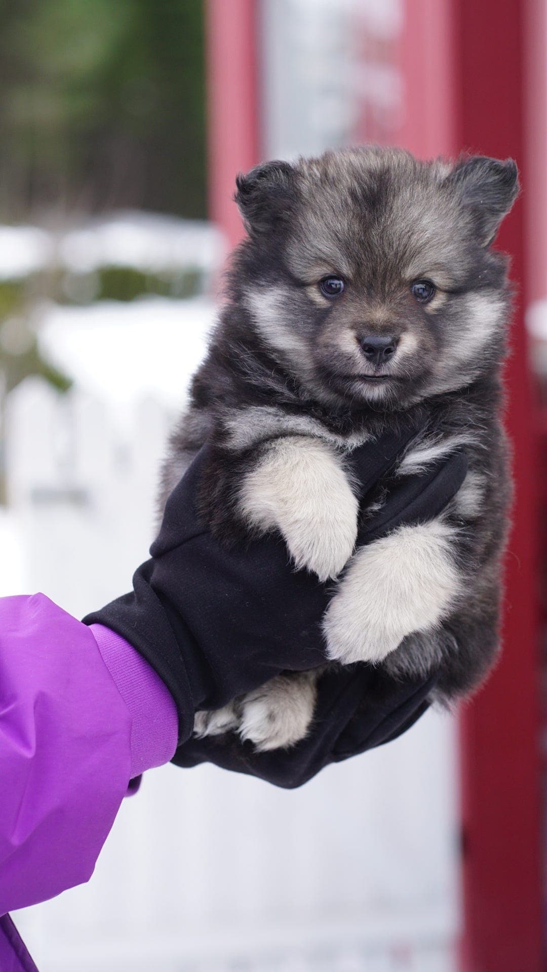 Finsk lapphund tispe valp