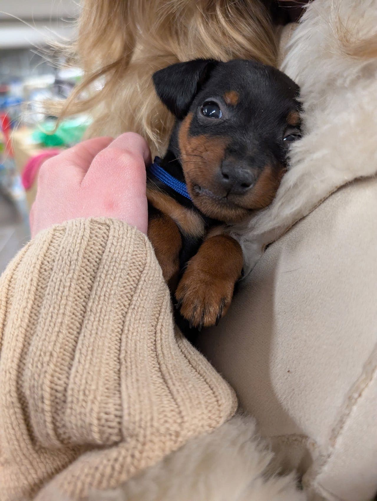 🧡💛💫⭐ Dvergpinscher - 1 hannhund ledig