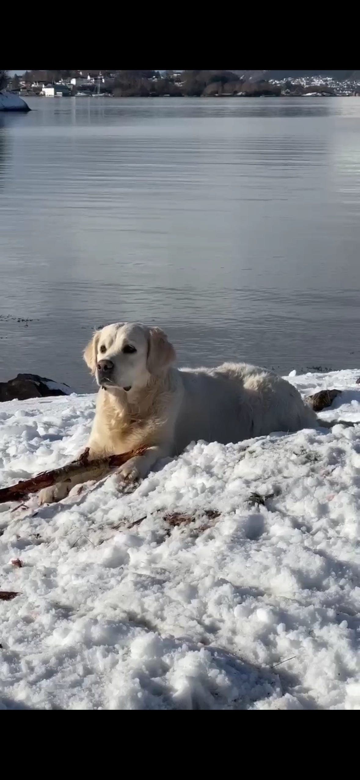 Golden Retriever valper ventes