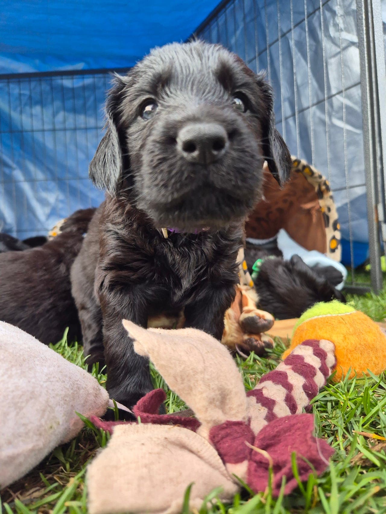 Flatcoated retrievervalper født 26.04.26 på Lillehammer.
