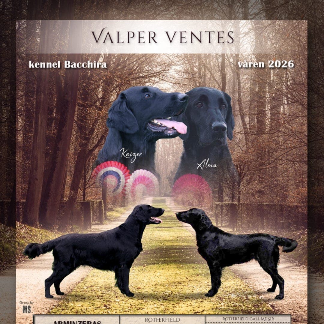 Flatcoated retriever valper ventes ca 27.april