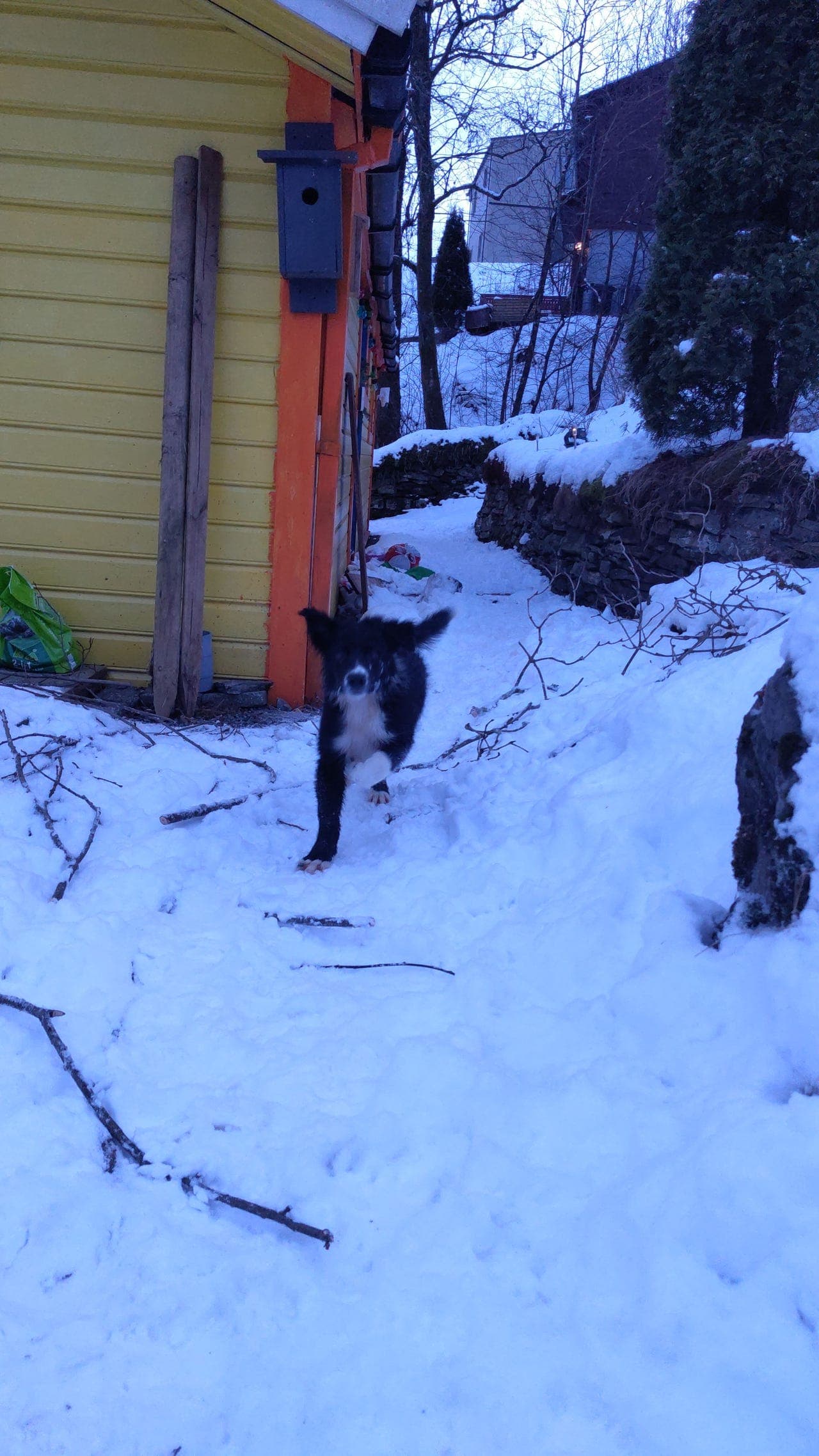 Siste valp fra et flott Border Collie kull — 12 uker og klar for nytt hjem ❤️