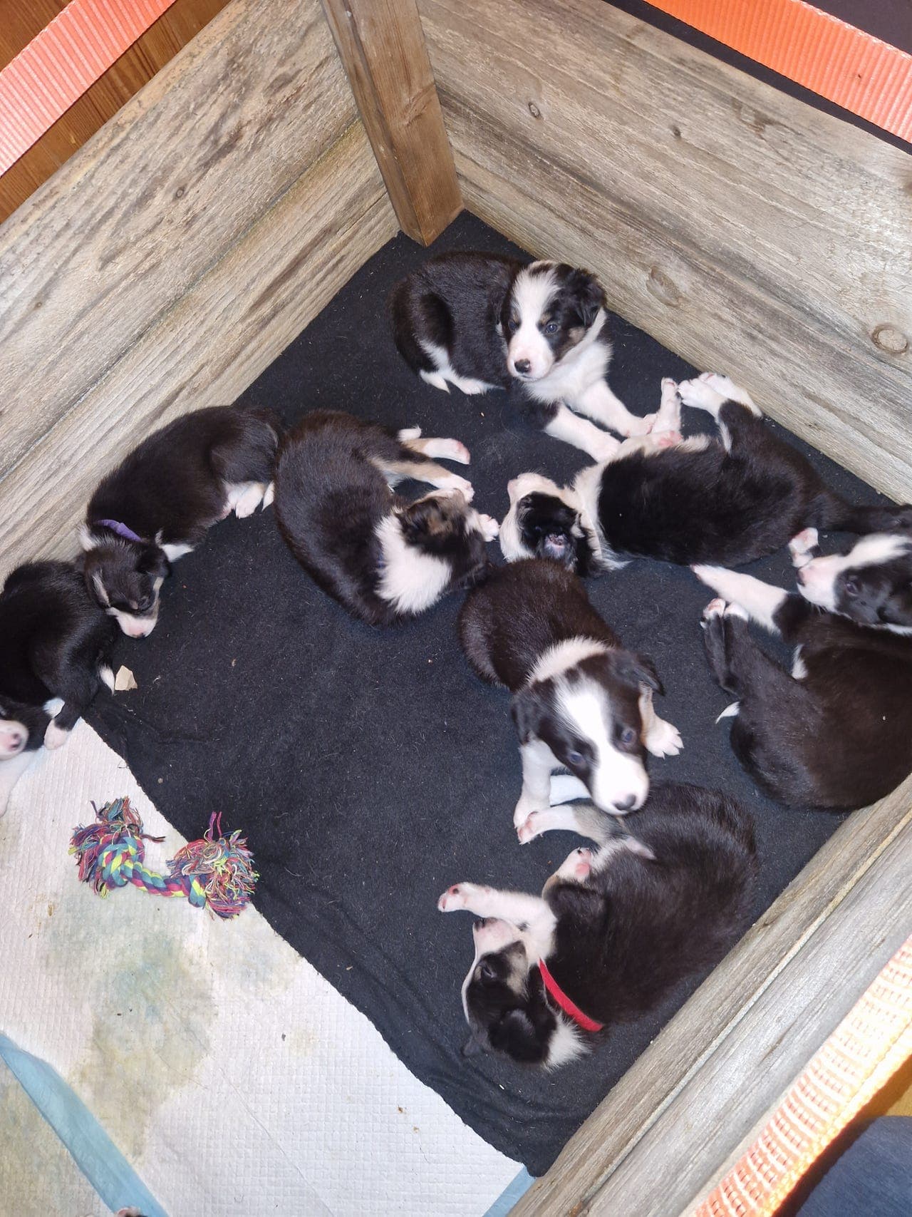 Border collie valper selges