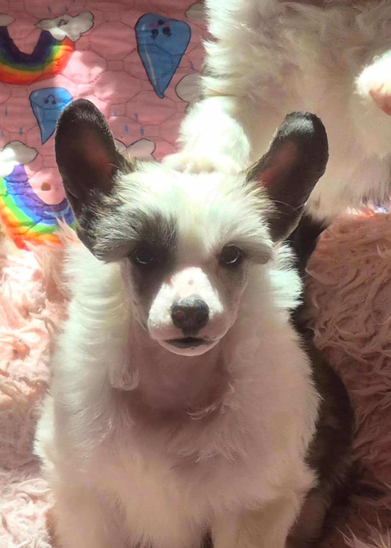 Chinese crested powderpuff