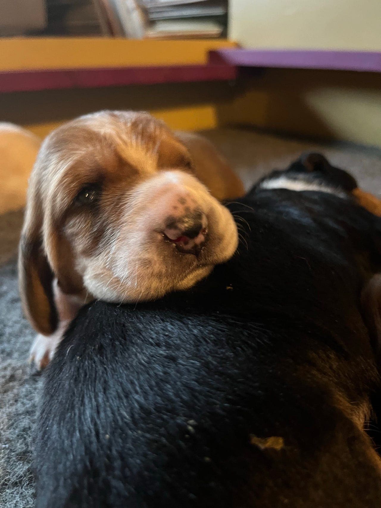 Basset Hound valper selges!