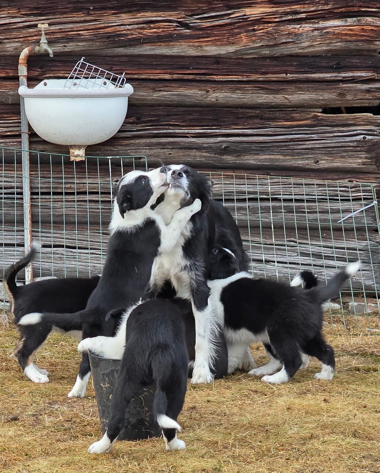 Border Collie valper - leveringsklar