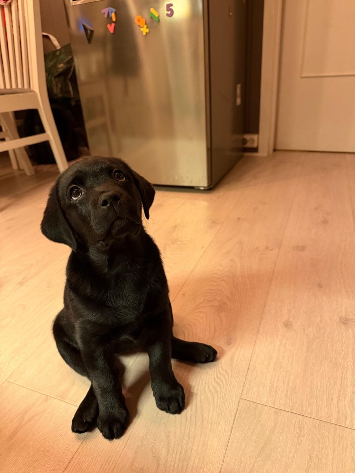 Labrador-tispe valp, NKK, snart 3 måneder – klar for sitt nye hjem! ✨🐾