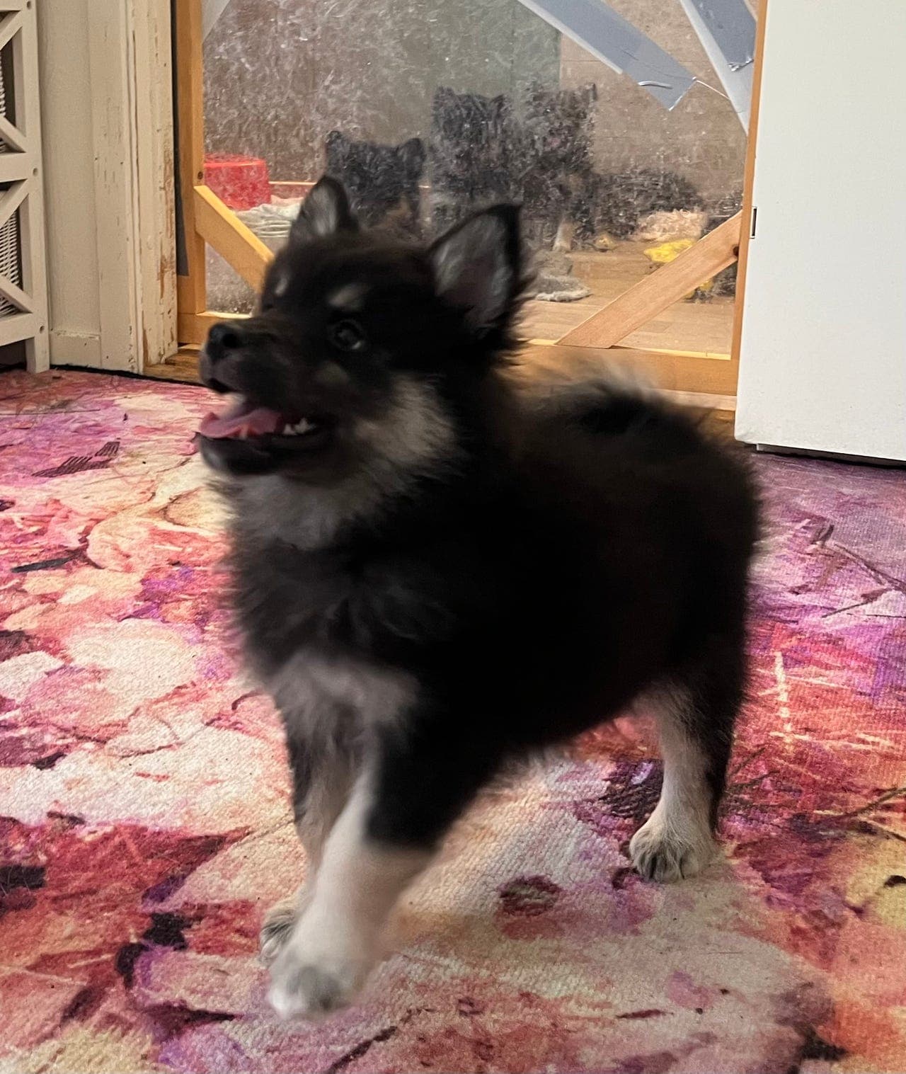 Finsk Lapphund valper