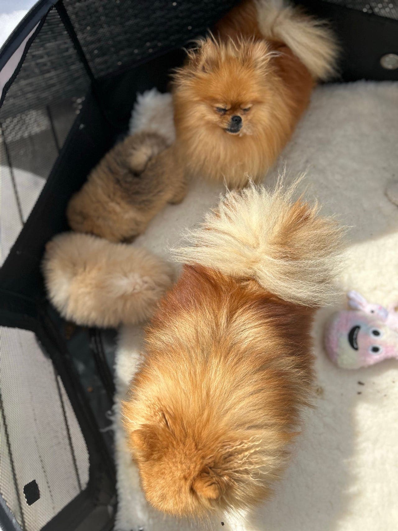 🐾 Nydelig Pomeranian valp – leveringsklar om 5 uker 🐾