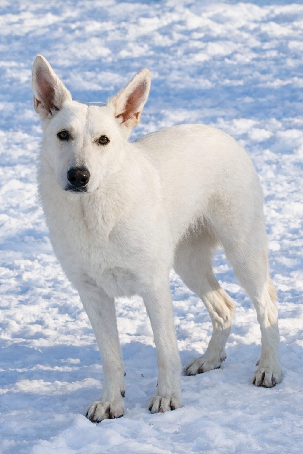Ung og sprek Hvit Gjeterhund tispe