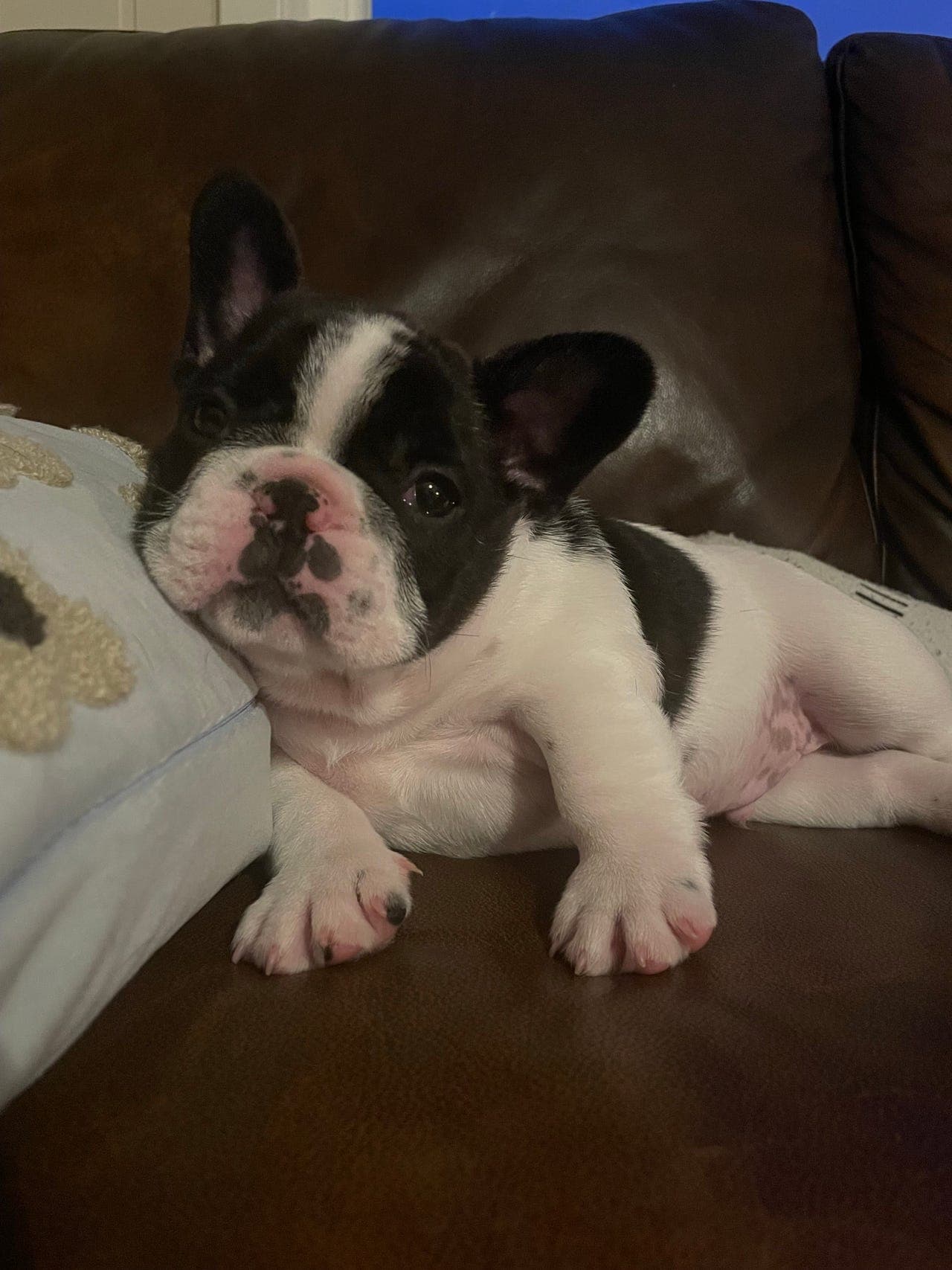 Nydelig og rolig fransk bulldog valp