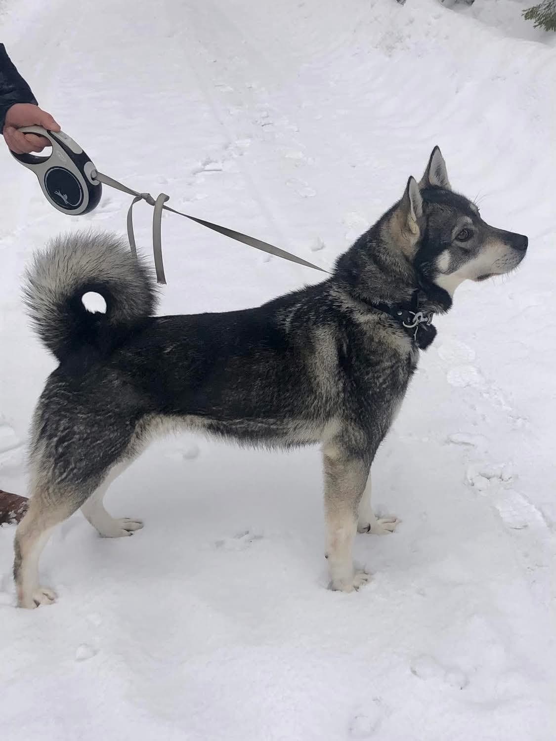 Jamthundvalper ventes 5 april