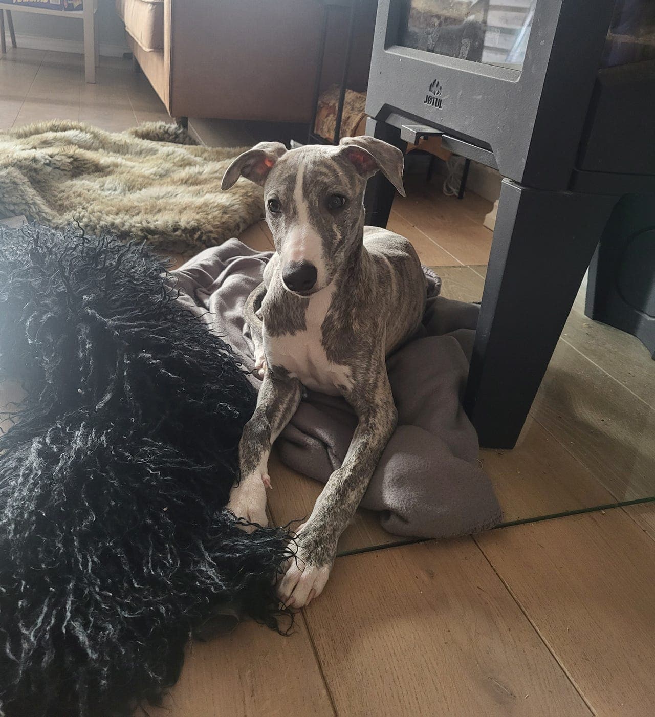 Glad og kjærlig whippet gutt