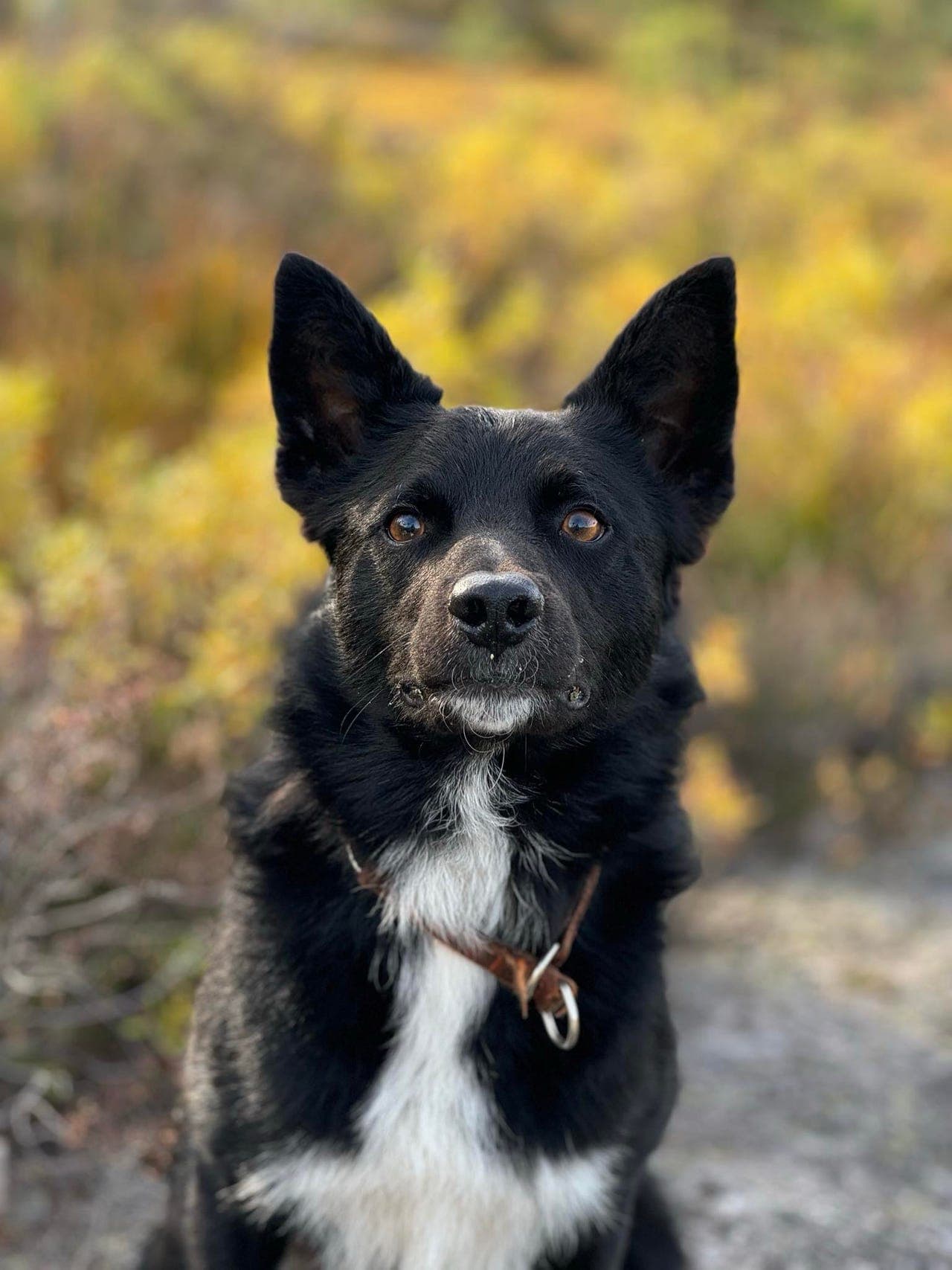 Border collie søker hjem
