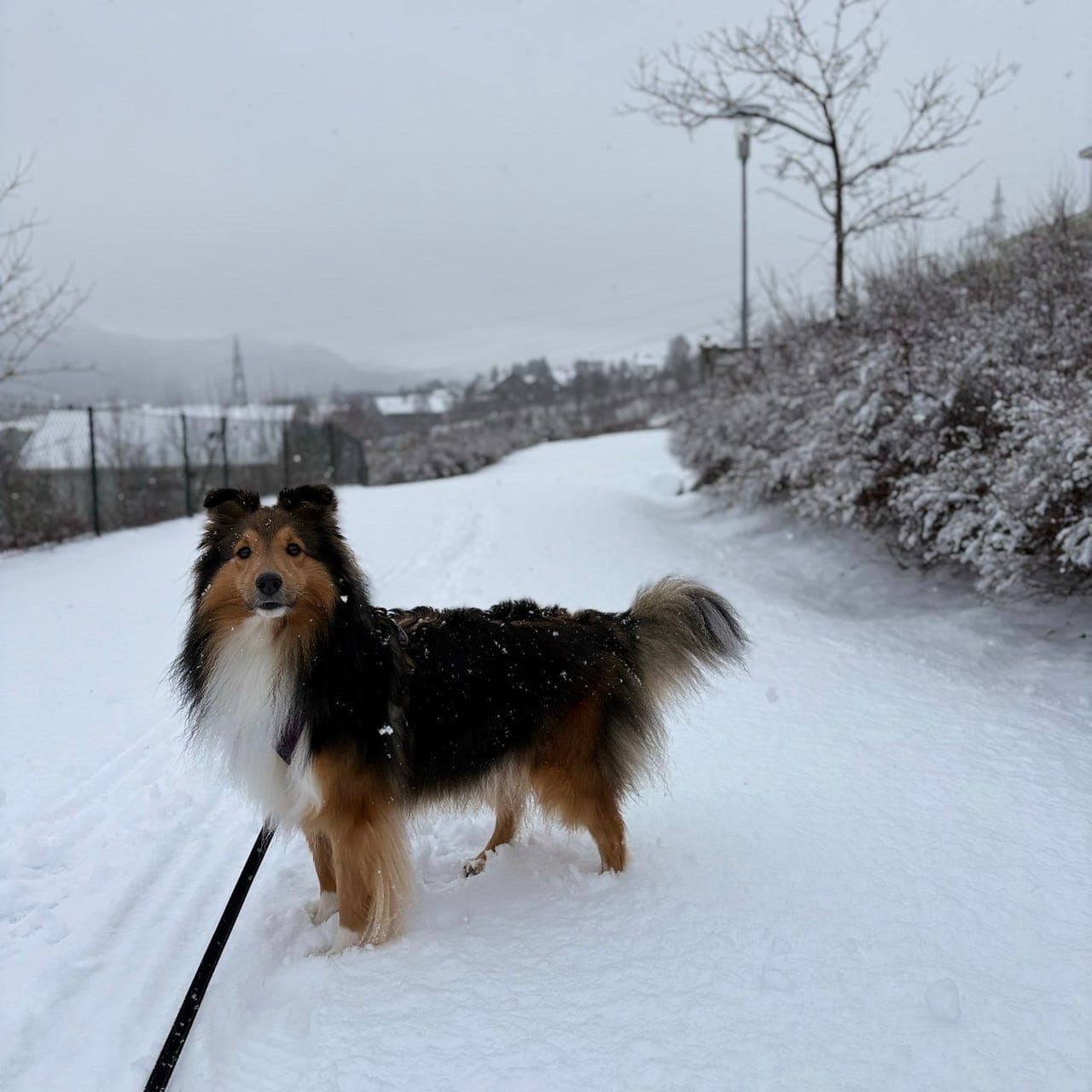 Mille trenger et nytt hjem❤️