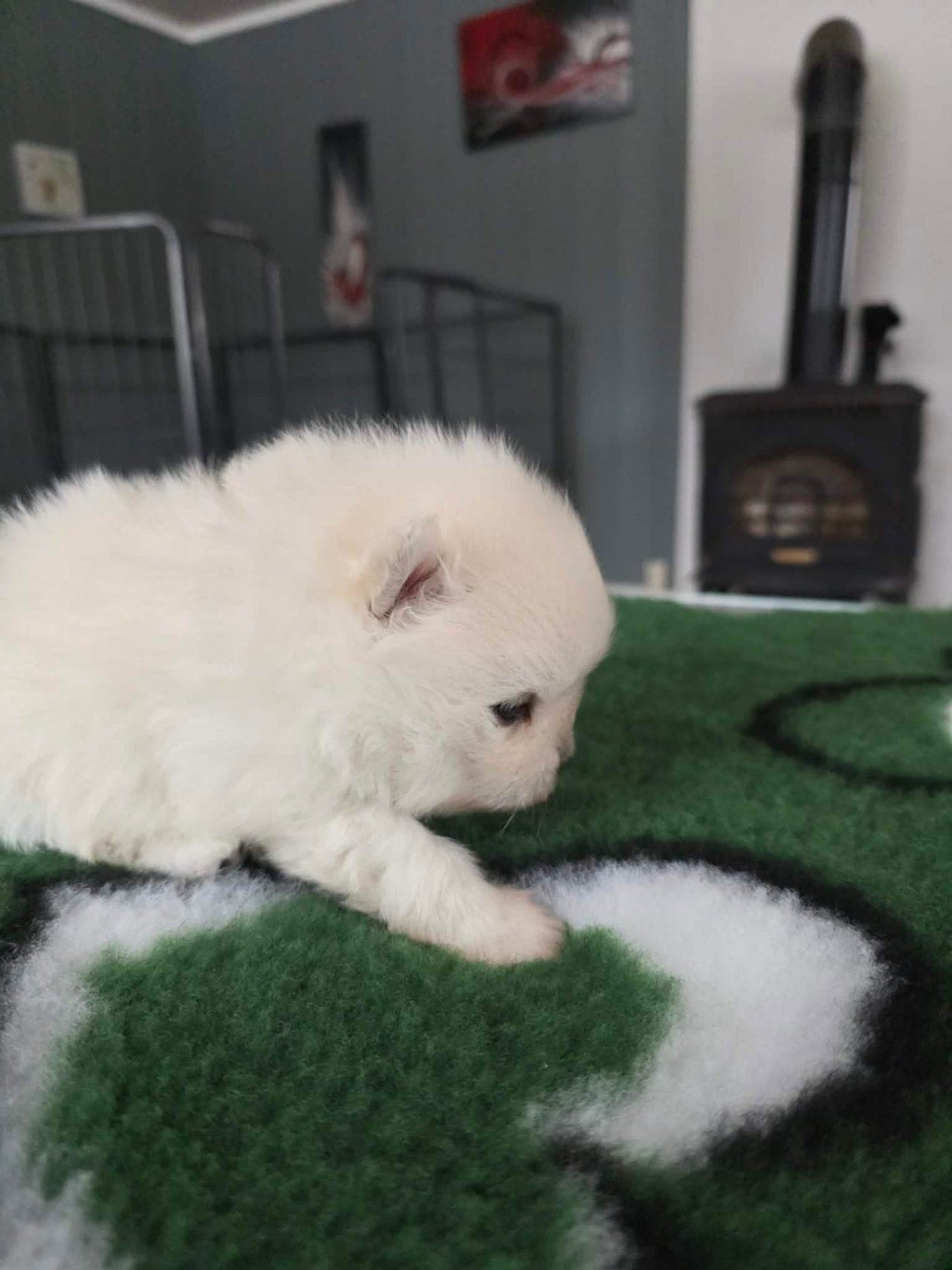 Nydelig nkk reg kleinspitz gutt