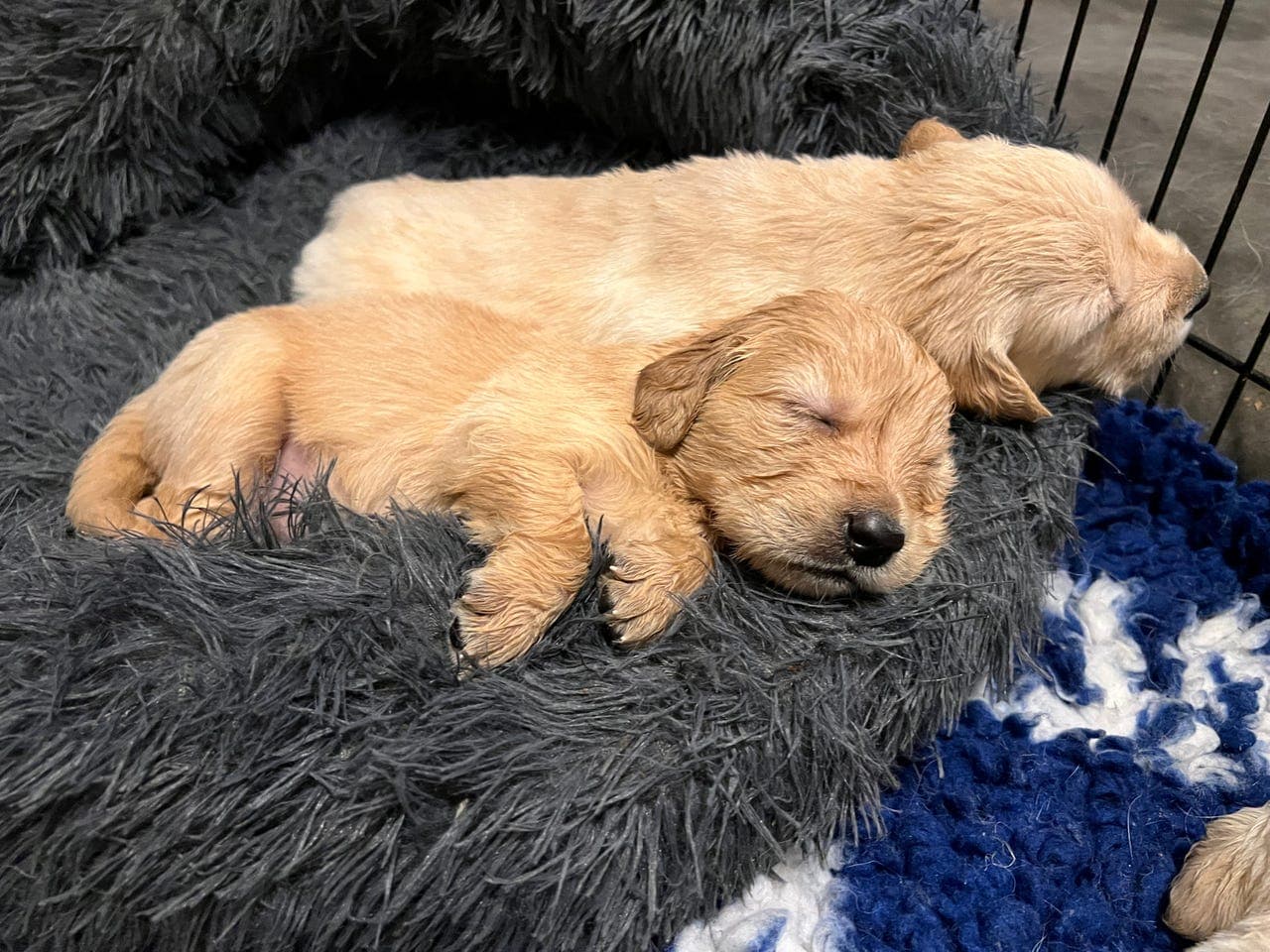 Golden Retriever valper leverings klare til Påske