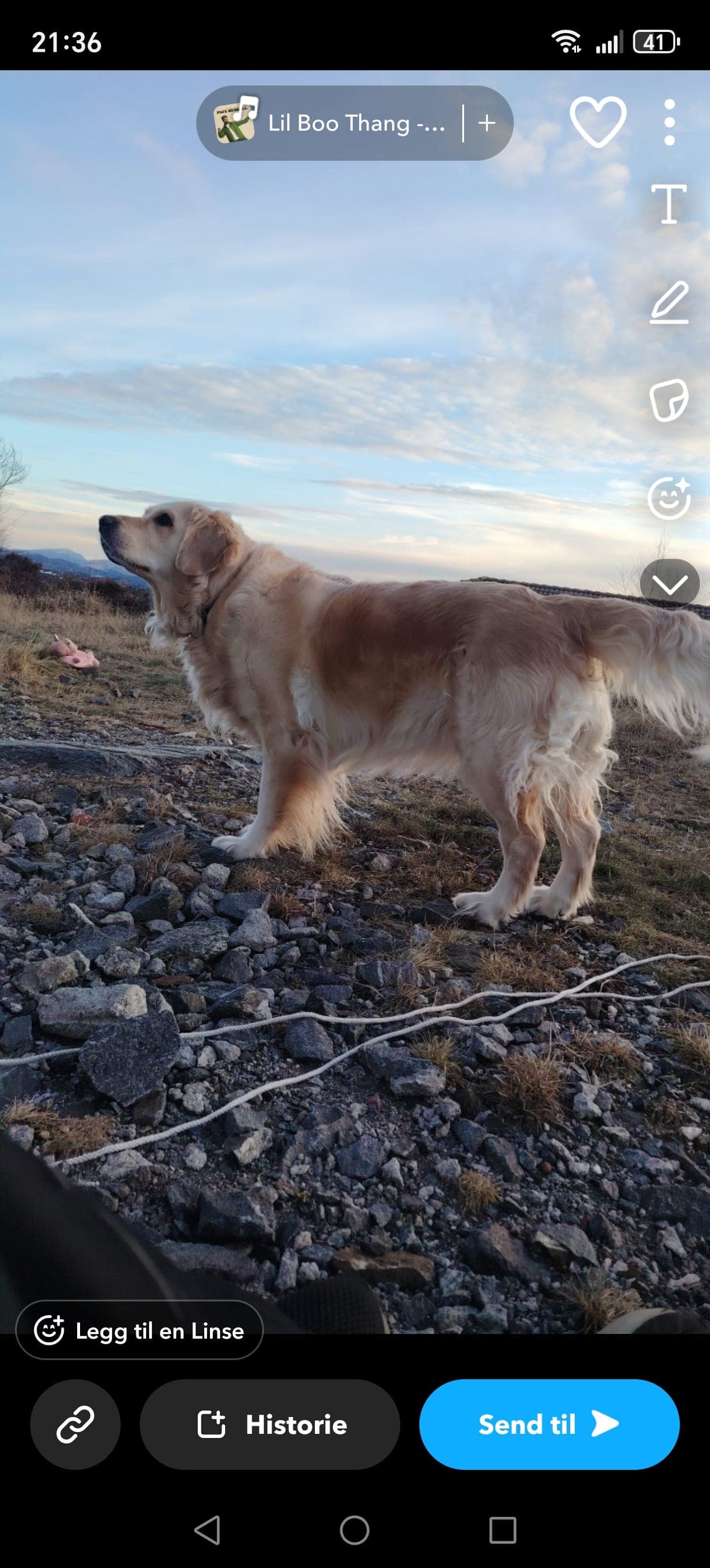 golden retriever