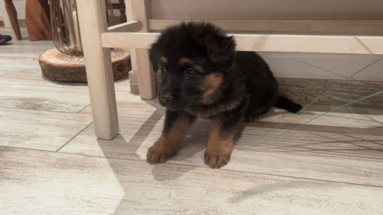 Schæfer valp  langthår, Rett rygg, trofast ♥️