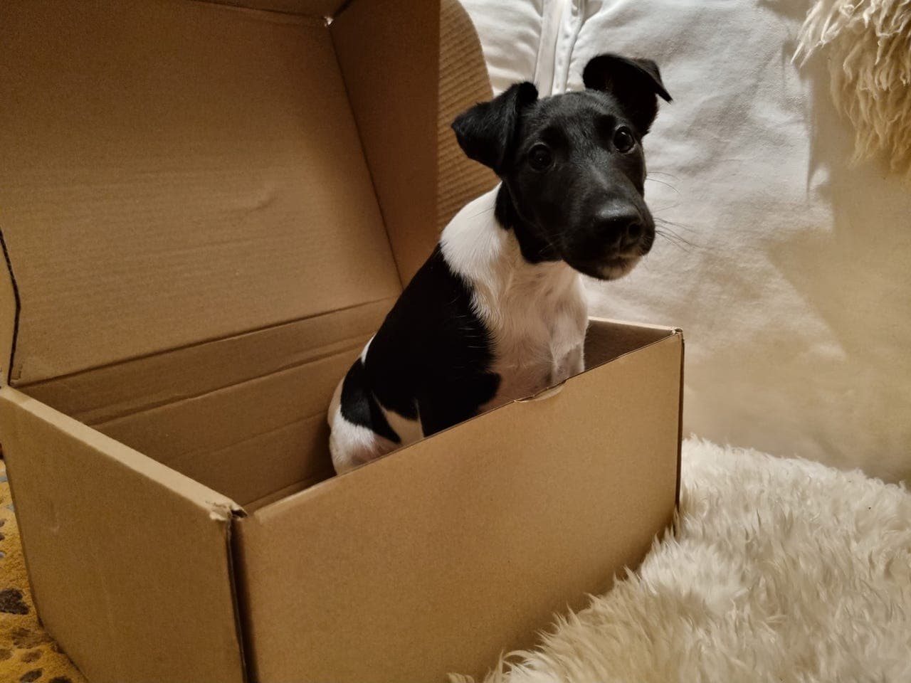 Fox terrier tispevalp