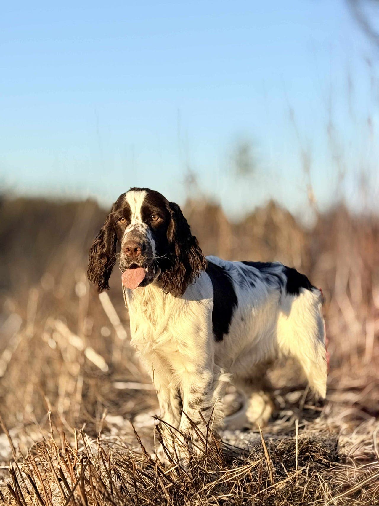 FÔRVERTER SØKES TIL ENGELSK SPRINGER SPANIEL - KENNEL BLUBBY'S