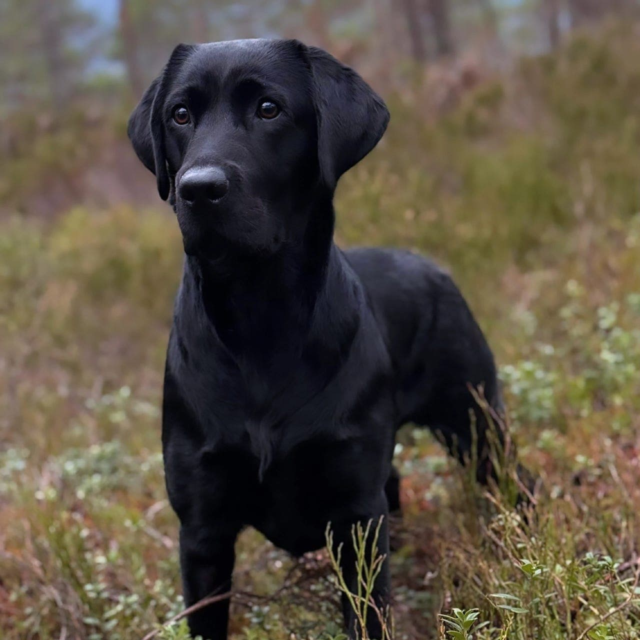 Aktivitetsvenn/fôrhjem ✨️