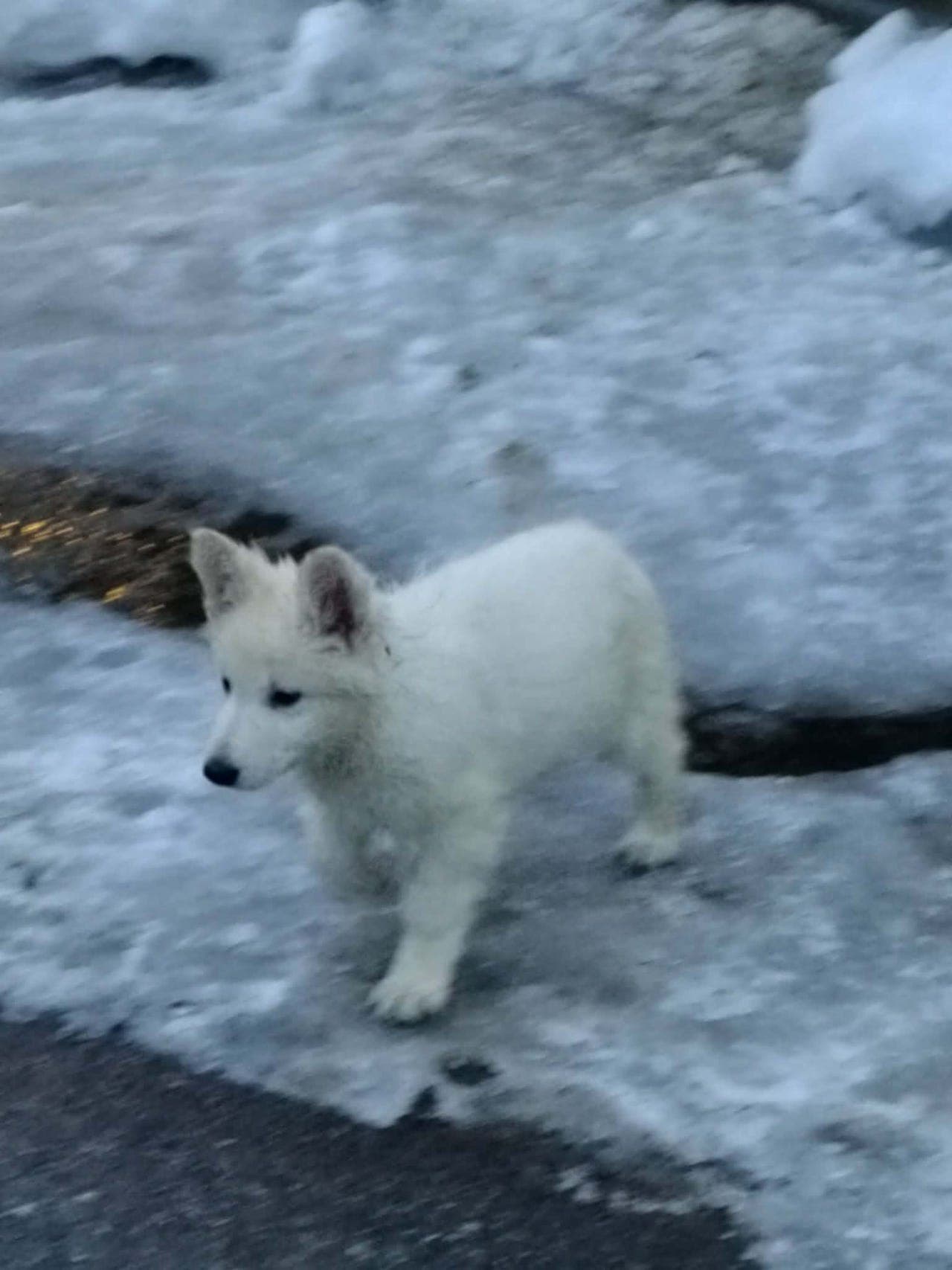 Forvert for hvit gjeterhund