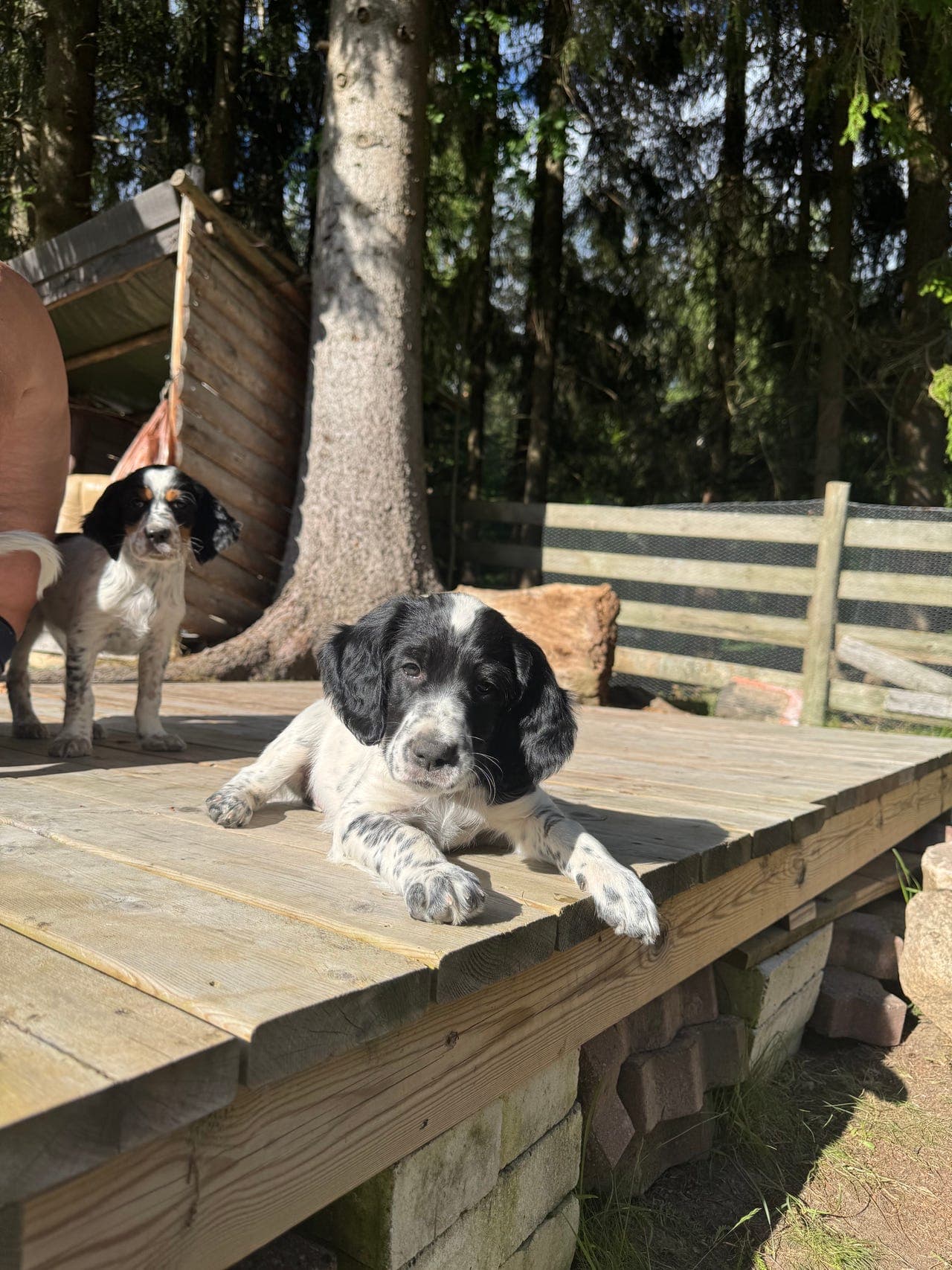 Engelsk Setter Valper