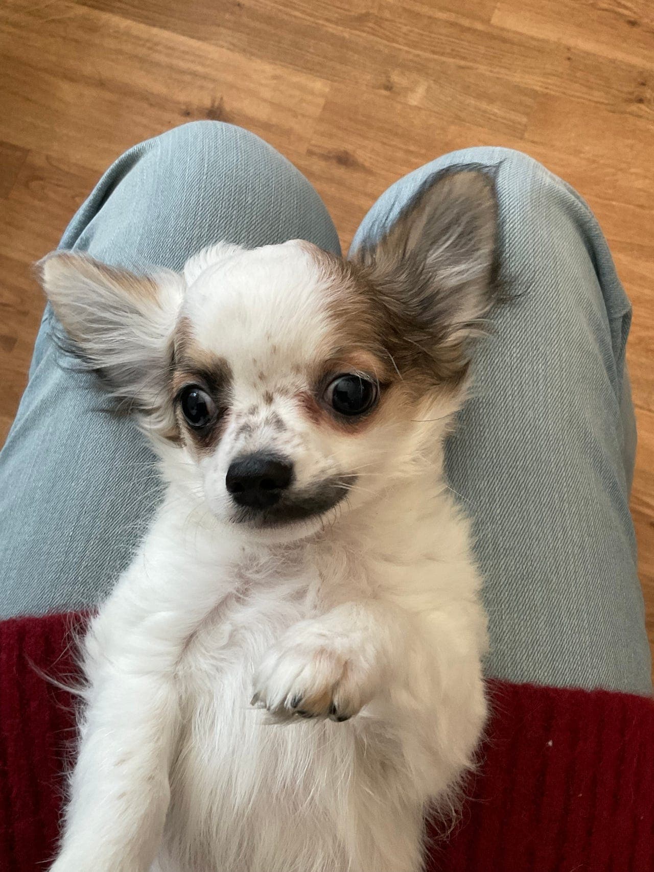 NKK REG Chihuahua LH hannvalp søker sitt forevig kosehjem