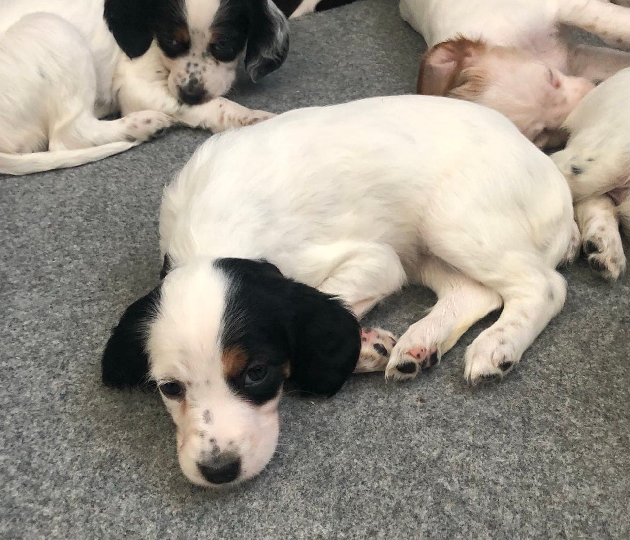 Engelsk setter valper etter premierte foreldre - leveringsklare i juni