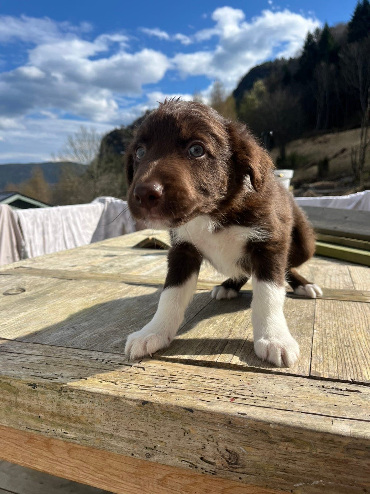 Renraset border collie valper med stamtavle