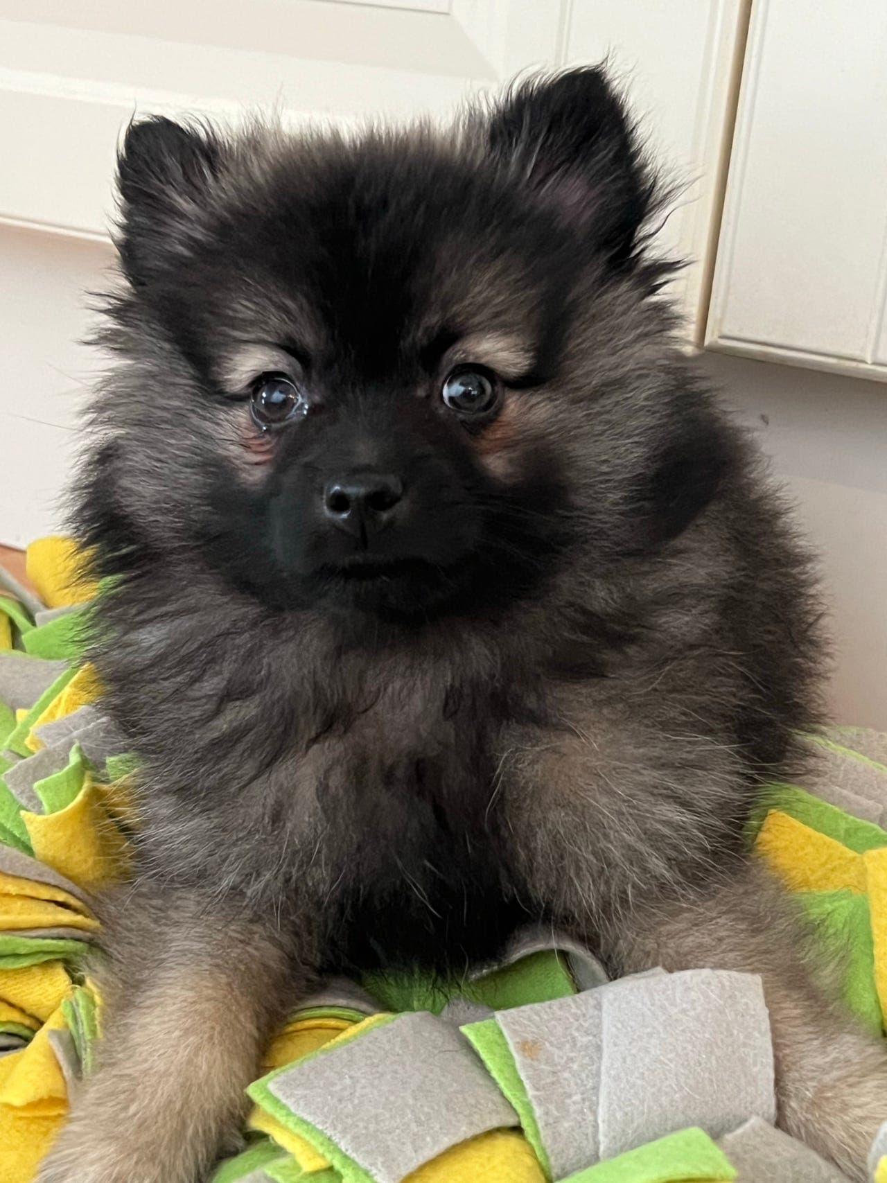 Kleinspitz leveringsklar .