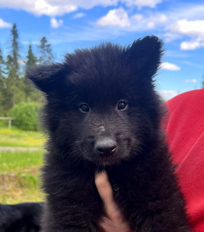 Belgisk fårehund, Groenendael 8 uker