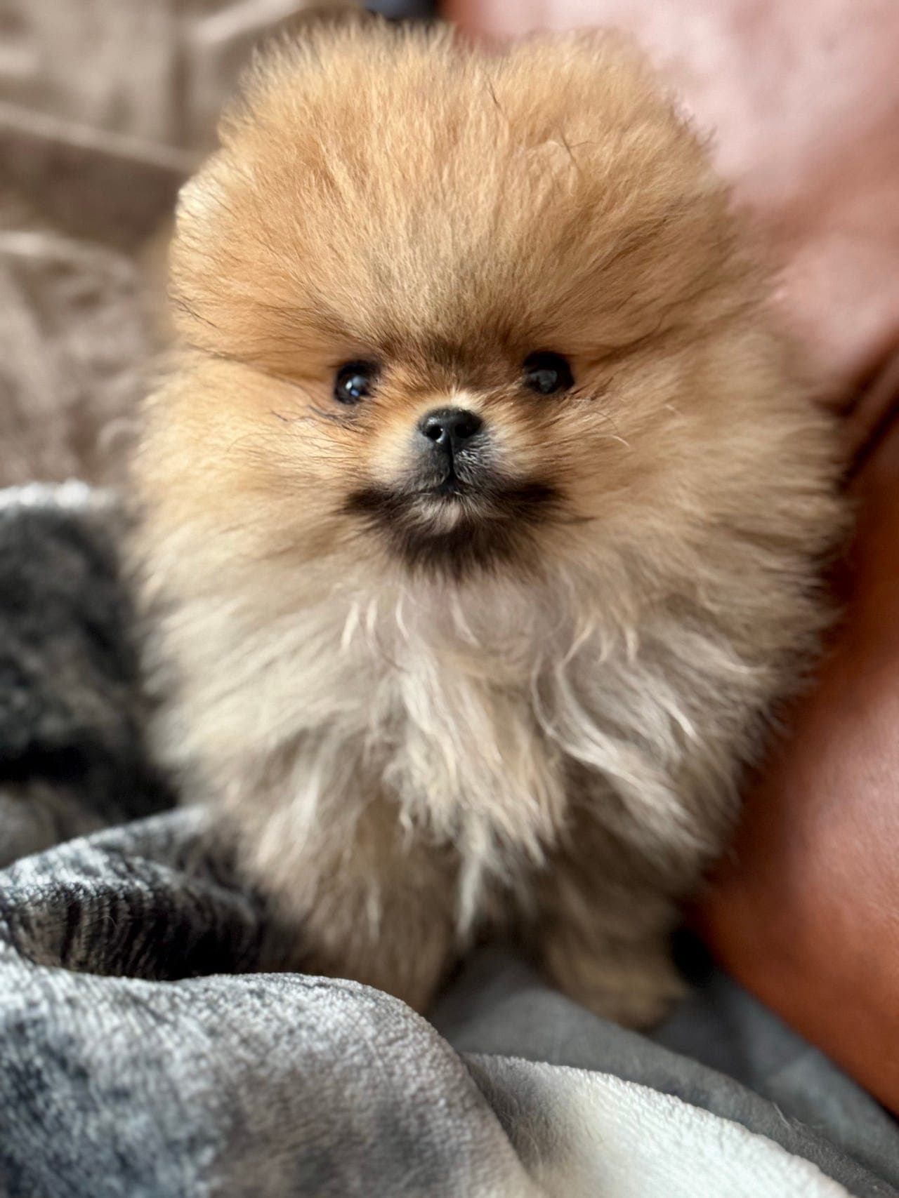 Pomeranian