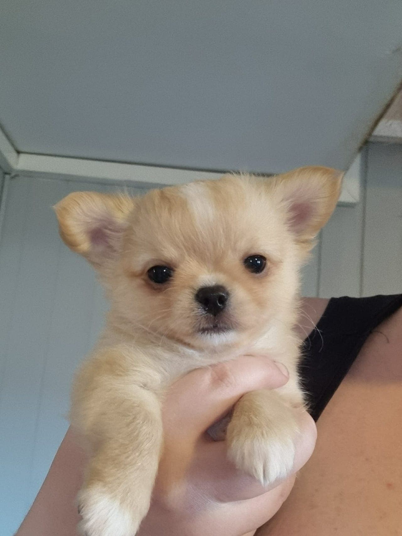 Langhåret chihuahua hannvalp reg. i NKK for salg