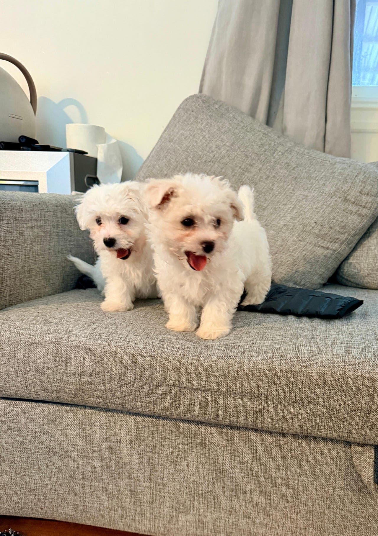 To søte Bichon valper 4 måneder – klare for nytt hjem ❤️