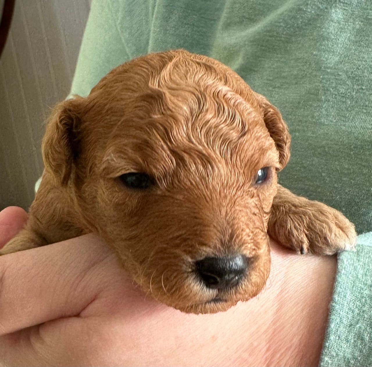 Søt toy puddel valp