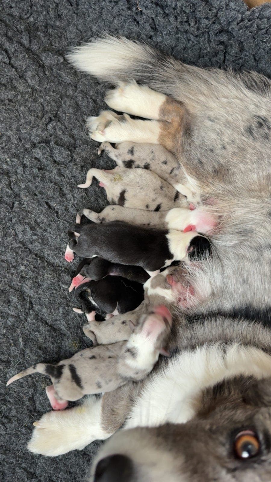 Welsh Corgi cardigan