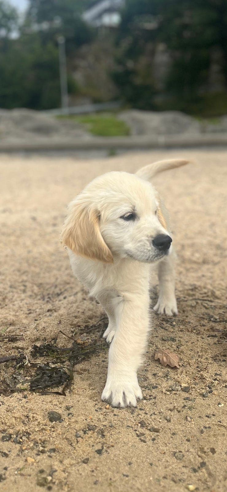 Golden retriver valper